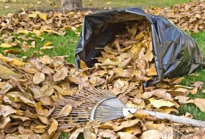 dead-leaves