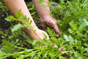 hands-with-weeds